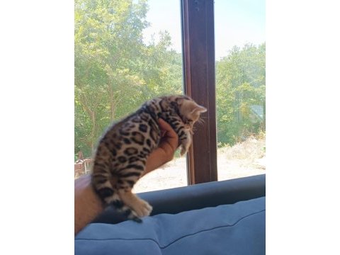 Wcf show class bengal bebekler