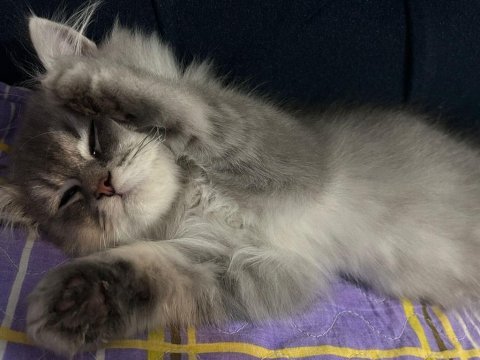 British longhair kedimiz