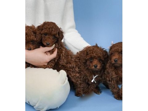 Koyu renk toy poodle yavruları