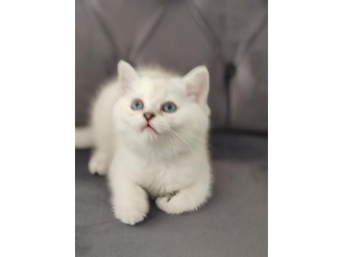 Safkan british shorthair erkek yavru