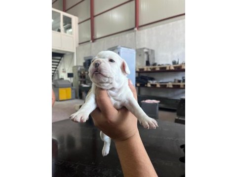 French bulldog köpeğimiz sütten kesildi