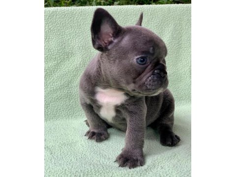 French bulldog yavruları