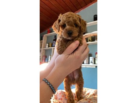 45 günlük 4 güzel toy poodle yavru