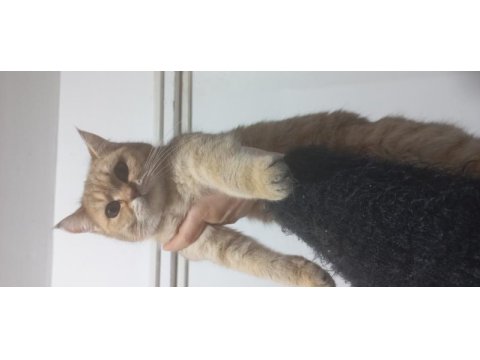 Yetişkin dişi erkek british shorthair