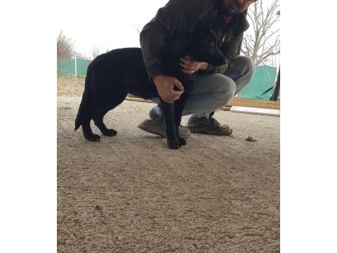 Irkının en iyisi siyah kurt köpeği