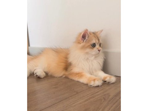 British longhair 5 aylık ny12 erkek