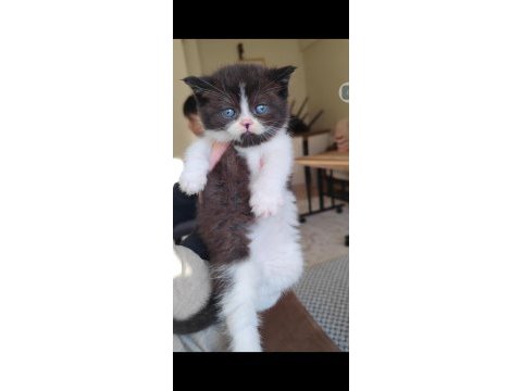 British shorthair kedisi için ulaşın