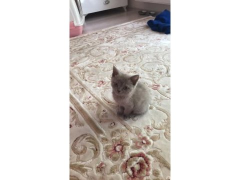 2 buçuk aylık liloşumu mecbur sahiplendiriyorum british