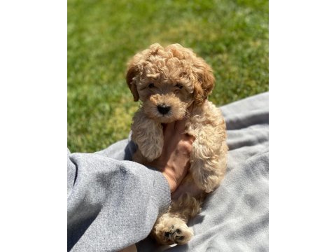Maltipoo kore kan 0 numara bebekler