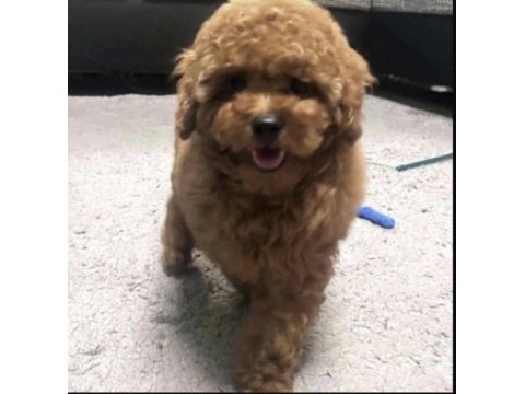 Toy poodle köpekleri