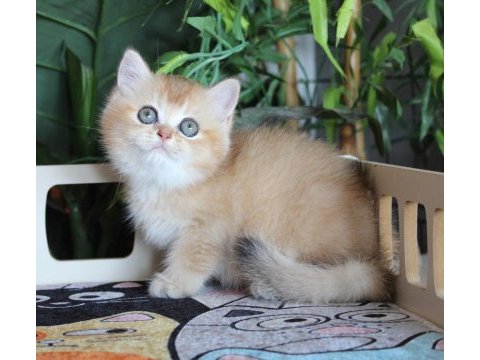 Safkan oyuncu dişi brıtısh shorthaır hemen teslim