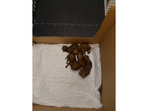 Kore kan toy poodle yavrularımız