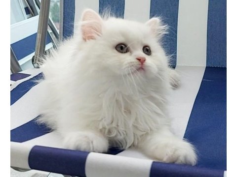 British longhair kar beyaz prenses