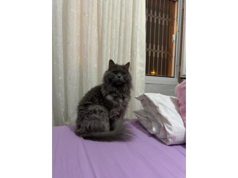 Tüm aşıları ve cipli british shorthair