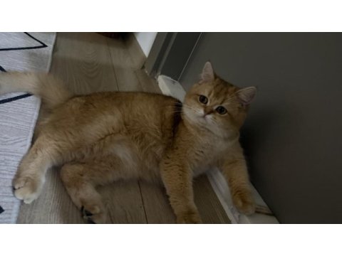 15 aylık ny12 dişi british shorthair
