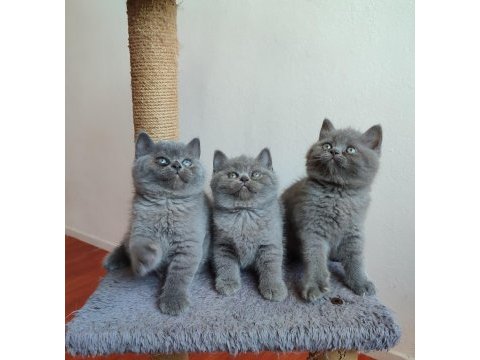 Safkan anne babanın british shorthair yavruları