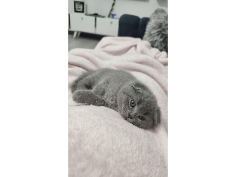 1 yaş ve 2 aylık kedilerimi sahiplendireceğim