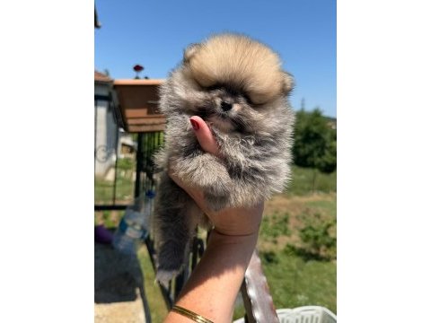 Pomeranian boo yavrusu