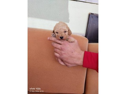 Dişi ve erkek mevcut poodle