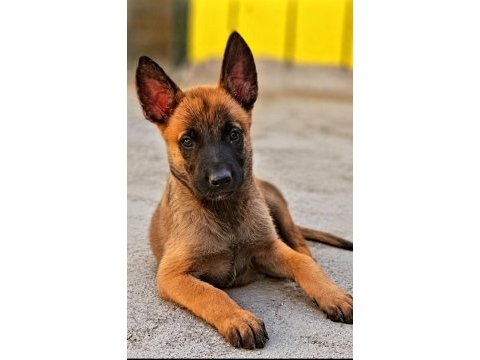 Malinois yavrularda son nokta