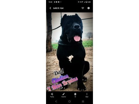 A şecereli kan hattı cane corso