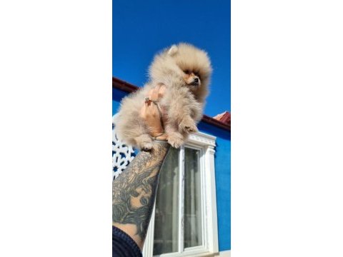 3 aylık teacup pomeranian yavru