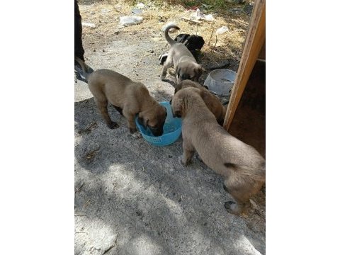 2 aylık yavru köpekler