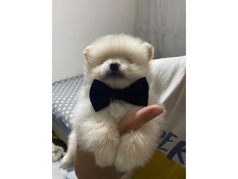Yakışıklı erkek pomeranian