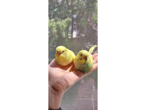 Öğretmenden evde beslenen temiz ve bakımlı muhabbet kuşları