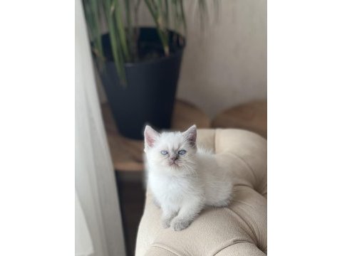 Harika güzellikte british shorthair blue point