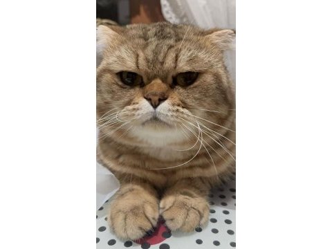 Çok sakin bir beyefendi scottish fold