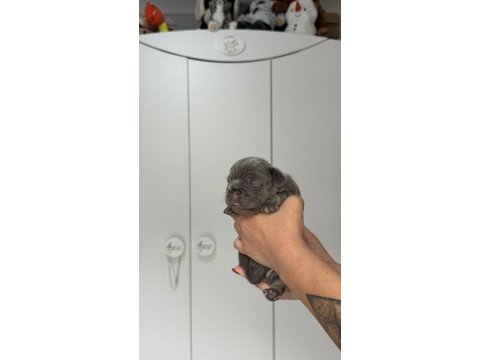 French bulldog ev ortamından