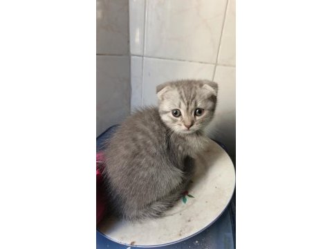 Scottish fold yavru kedi mama ve kum eğitimi tamamlandı
