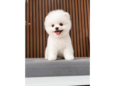 Irk ve sağlık garantili pomeranian boo bebekler