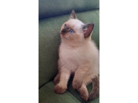 British shorthair bebekler