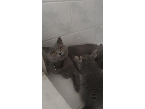 4 erkek kedimi sahiplendirmek istiyorum.uşak ili içi