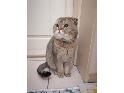 Golden black tabby british shorthair