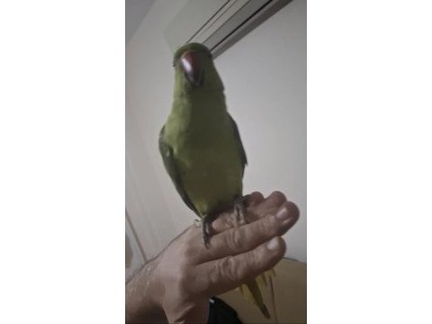 Evcil pakistan yavrumuz paşa