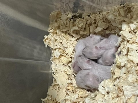 Uzun tüylü-kısa tüylü yavru suriye hamsterları 7 tane
