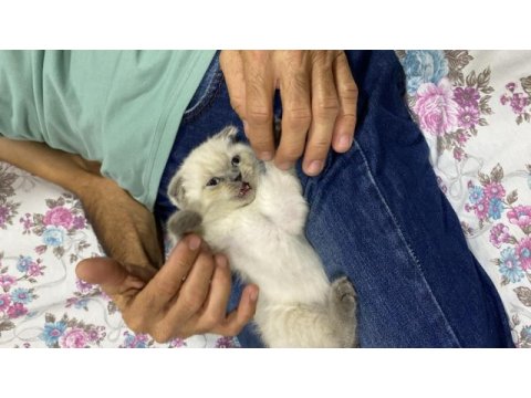 Scottish fold evimi taşımak zorunda olduğum için