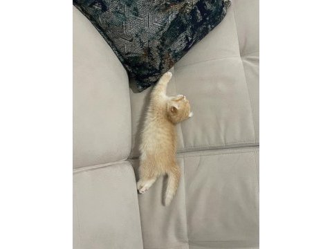 Yavru 2 aylık scottish fold