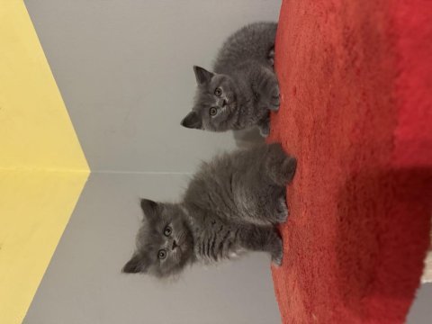 Safkan british shorthair yavrular
