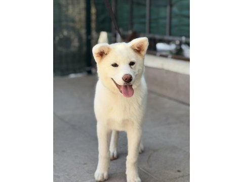 5 aylık aşıları bitmiş orjinal japon akita yavrumuz