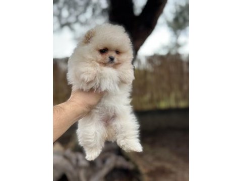 Sağlık ve ırk garantili pomeranian boo yavrularımız