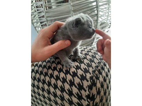 1.6.23 doğumlu british shorthair yavrularımız