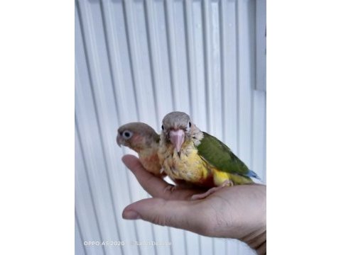 El besleme piaple conur papağanı bebekler