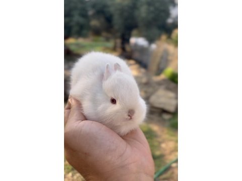 Cüce tavşanımız