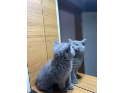 British shorthair safkan yavru