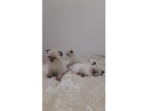 1 buçuk aylık orjinal scottish fold bebekler
