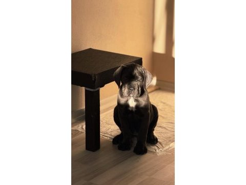 Harika anatomi cane corso yavrular